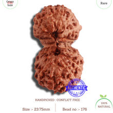 Load image into Gallery viewer, 18 Mukhi Gaurishankar Rudraksha from Indonesia - Bead No. 176
