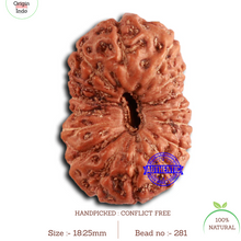 Load image into Gallery viewer, 16 Mukhi Rudraksha from Indonesia - Bead No. 281
