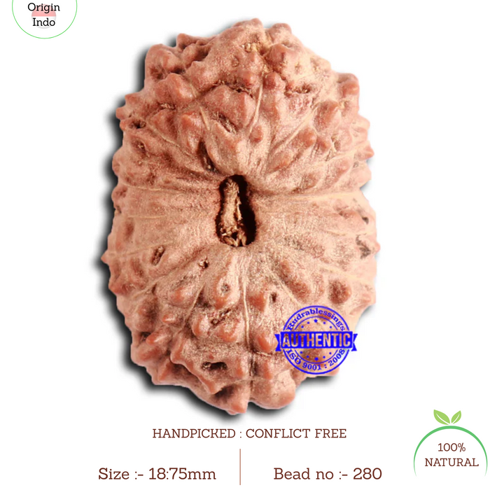 16 Mukhi Rudraksha from Indonesia - Bead No. 280
