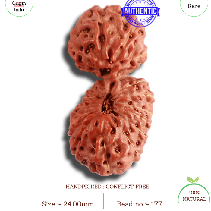 18 Mukhi Gaurishankar Rudraksha from Indonesia - Bead No. 177