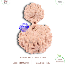 Load image into Gallery viewer, 18 Mukhi Gaurishankar Rudraksha from Indonesia - Bead No. 129
