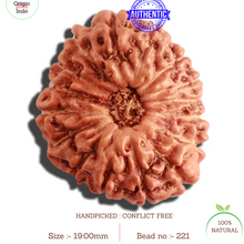 Load image into Gallery viewer, 16 Mukhi Rudraksha from Indonesia - Bead No. 221
