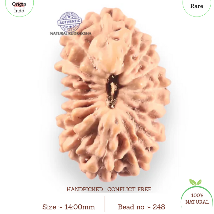 18 Mukhi Rudraksha from Indonesia - Bead No. 248