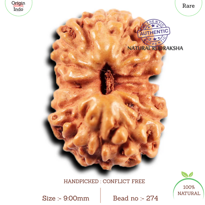 15 Mukhi Indonesian Rudraksha - Bead No.274