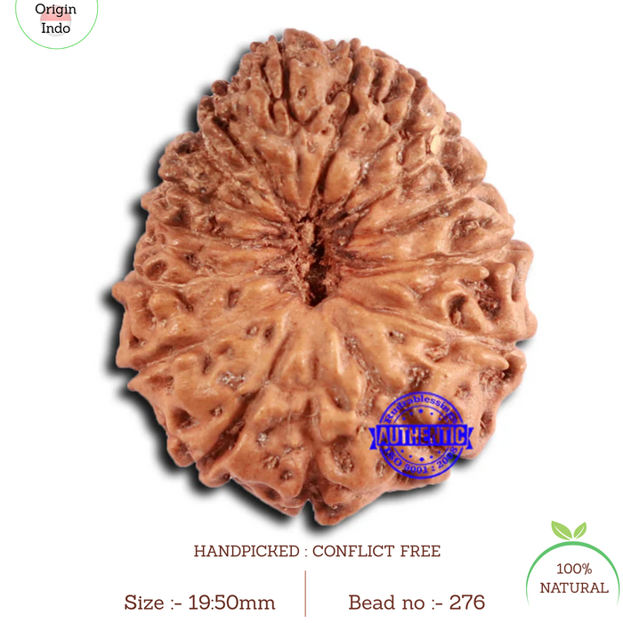 16 Mukhi Rudraksha from Indonesia - Bead No. 276