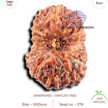 Load image into Gallery viewer, 15 Mukhi Indonesian Rudraksha - Bead No.278
