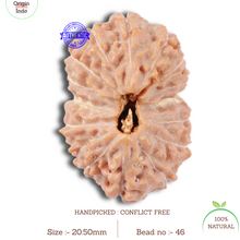 Load image into Gallery viewer, 16 Mukhi Rudraksha from Indonesia - Bead No. 46
