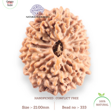 Load image into Gallery viewer, 16 Mukhi Rudraksha from Indonesia - Bead No. 333
