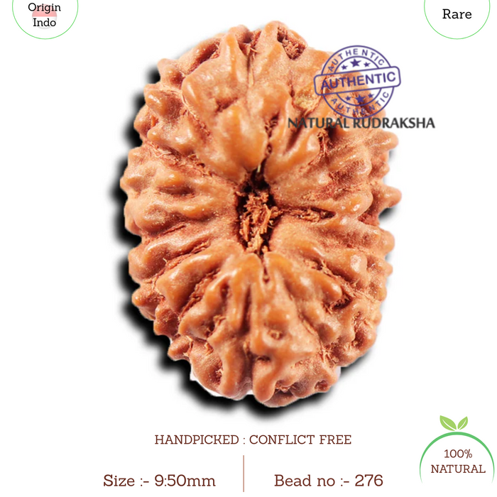 15 Mukhi Indonesian Rudraksha - Bead No.276