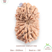 Load image into Gallery viewer, 16 Mukhi Rudraksha from Indonesia - Bead No. 330
