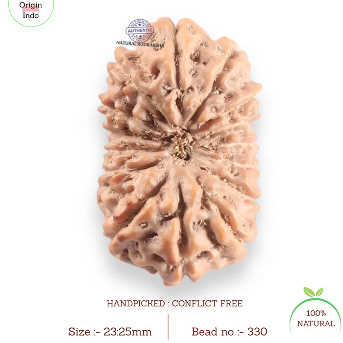 16 Mukhi Rudraksha from Indonesia - Bead No. 330