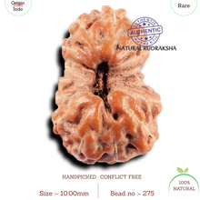 Load image into Gallery viewer, 15 Mukhi Indonesian Rudraksha - Bead No.275
