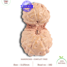 Load image into Gallery viewer, 16 Mukhi Gaurishankar Rudraksha from Indonesia - Bead No. 182
