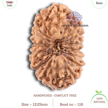 Load image into Gallery viewer, 18 Mukhi Rudraksha from Indonesia - Bead No. 118
