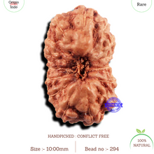 Load image into Gallery viewer, 15 Mukhi Indonesian Rudraksha - Bead No.294
