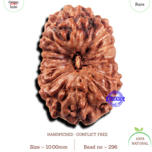 Load image into Gallery viewer, 15 Mukhi Indonesian Rudraksha - Bead No.296
