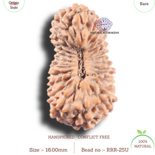 Load image into Gallery viewer, 25 Mukhi Rudraksha from Indonesia
