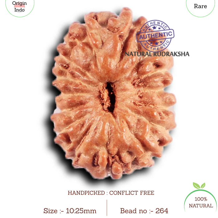 15 Mukhi Indonesian Rudraksha - Bead No.264
