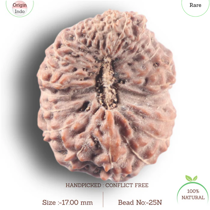 25 Mukhi Rudraksha from Indonesia - Bead No. N