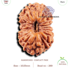 Load image into Gallery viewer, 15 Mukhi Indonesian Rudraksha - Bead No.269
