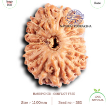 Load image into Gallery viewer, 15 Mukhi Indonesian Rudraksha - Bead No. 262
