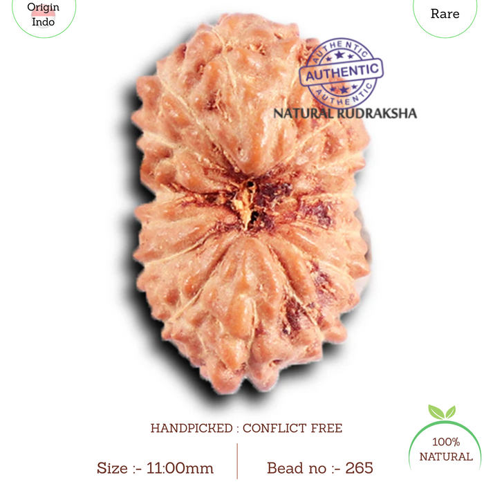 15 Mukhi Indonesian Rudraksha - Bead No. 265