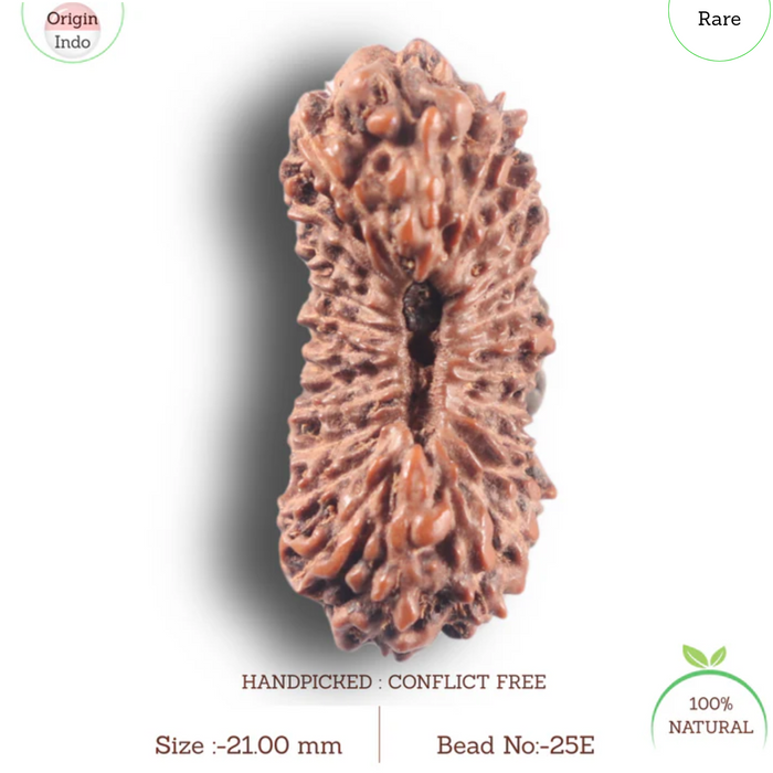 25 Mukhi Rudraksha from Indonesia Bead No. E