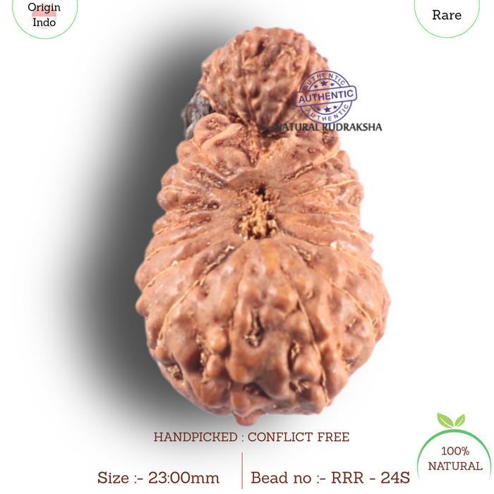 24 Mukhi Gaurishankar Rudraksha from Indonesia - Bead No. S