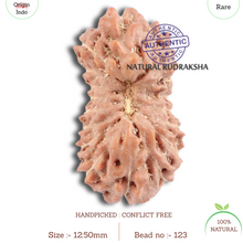 Load image into Gallery viewer, 18 Mukhi Rudraksha from Indonesia - Bead No. 123
