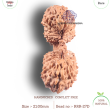 Load image into Gallery viewer, Twenty seven Mukhi Gaurishankar Rudraksha from Indonesia - Bead No. D
