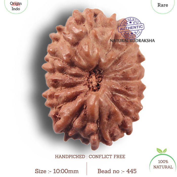 14 mukhi Indonesian Rudraksha -  Bead No. 445
