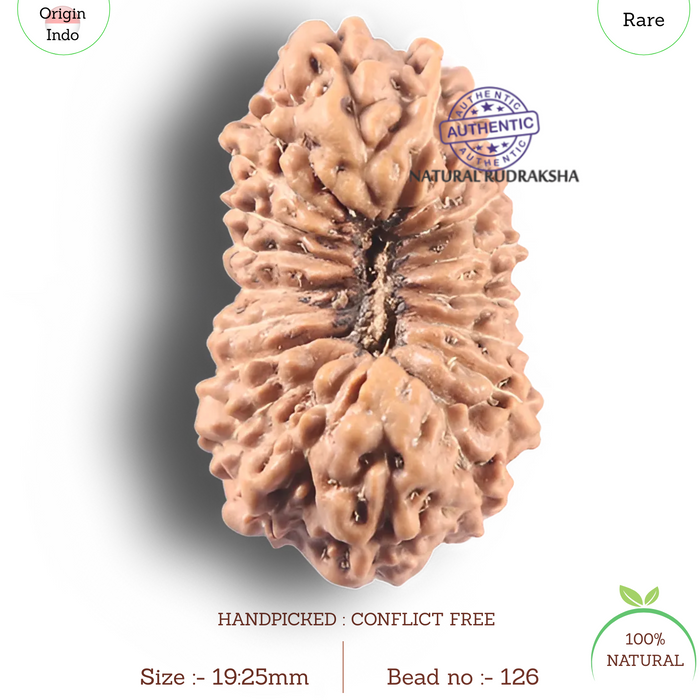 19 Mukhi Indonesian Rudraksha - Bead 126