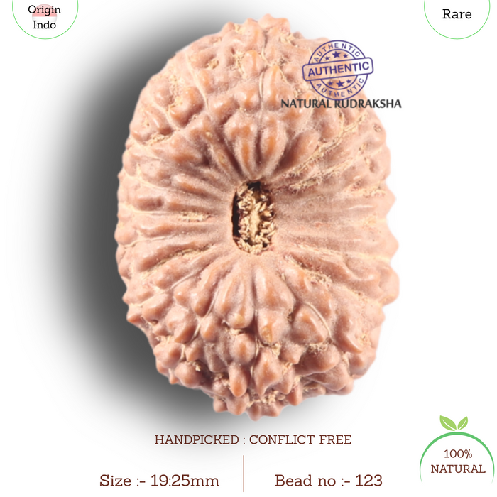 19 Mukhi Indonesian Rudraksha - Bead 123