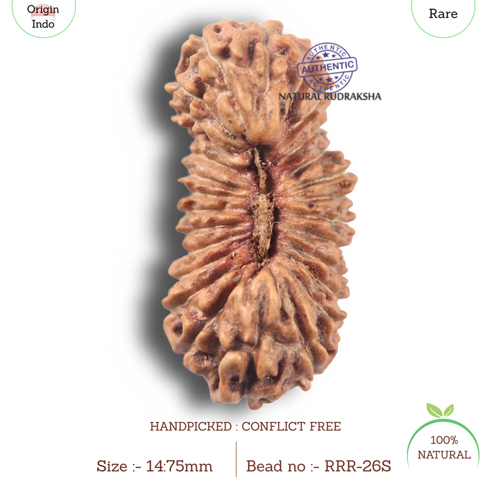 26 Mukhi Rudraksha from Indonesia