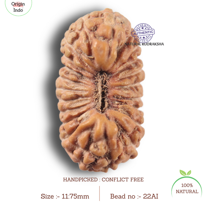 22 Mukhi Rudraksha from Indonesia - Bead No 22AI