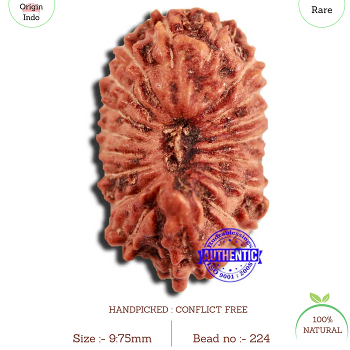 18 Mukhi Rudraksha from Indonesia - Bead No. 224
