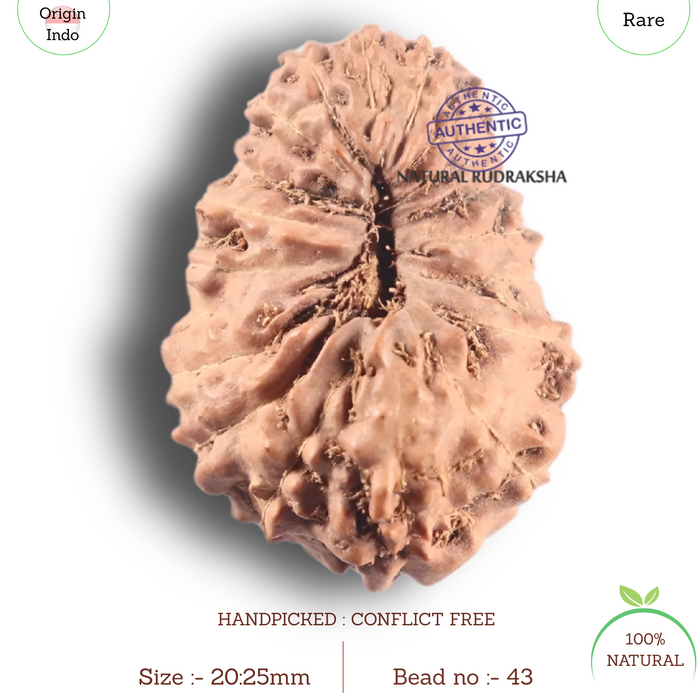 19 Mukhi Indonesian Rudraksha - Bead 43