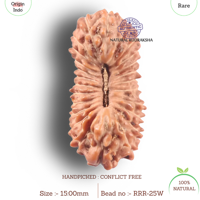 25 Mukhi Rudraksha from Indonesia