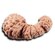 Load image into Gallery viewer, Trijudi Rudraksha from Indonesia Bead No. - 56
