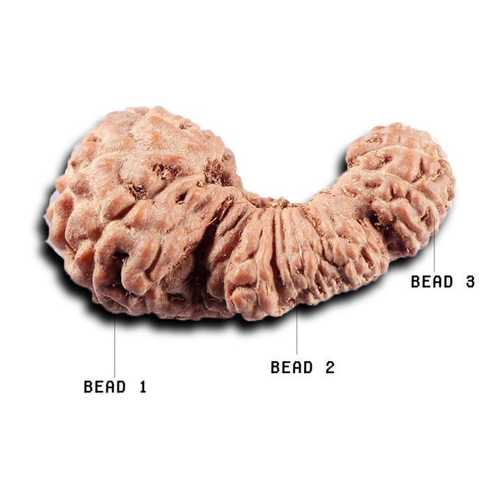 Trijudi Rudraksha from Indonesia Bead No. - 56
