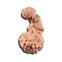 Load image into Gallery viewer, Trijudi Rudraksha from Indonesia Bead No. - 56
