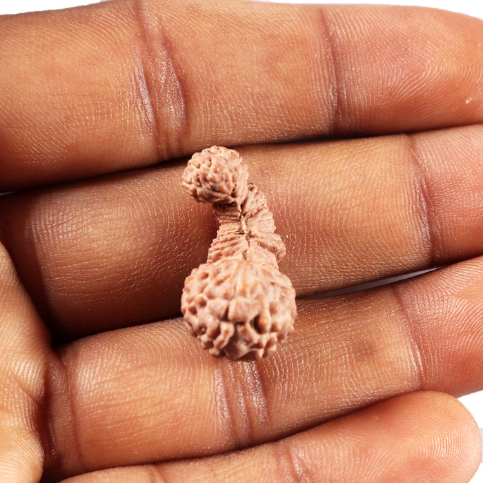 Trijudi Rudraksha from Indonesia Bead No. - 56