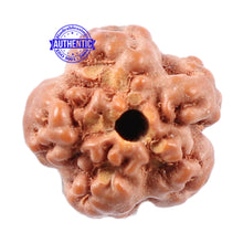 Load image into Gallery viewer, Non Mukhi Rudraksha from Indonesia - Bead No. 10
