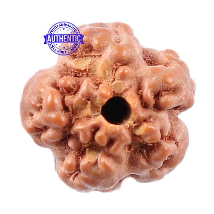 Non Mukhi Rudraksha from Indonesia - Bead No. 10