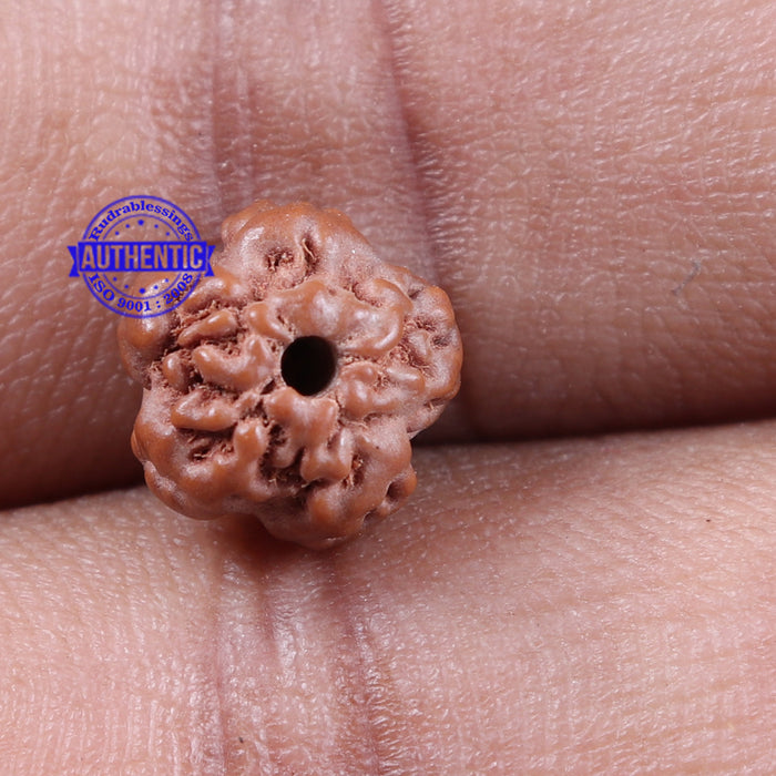 Non Mukhi Rudraksha from Indonesia - Bead No. 10