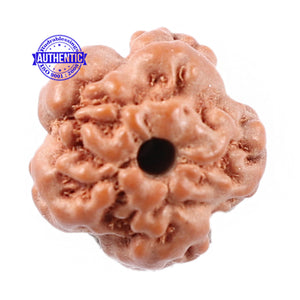 Non Mukhi Rudraksha from Indonesia - Bead No. 10