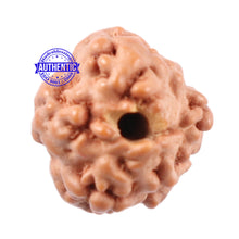 Load image into Gallery viewer, Non Mukhi Rudraksha from Indonesia - Bead No. 11
