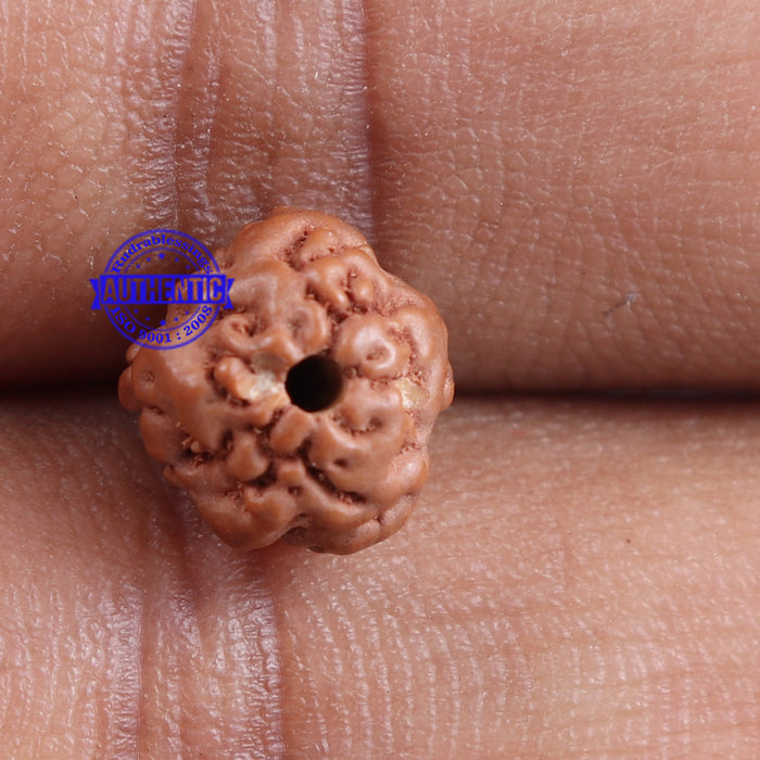 Non Mukhi Rudraksha from Indonesia - Bead No. 11