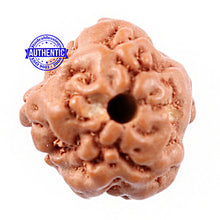 Load image into Gallery viewer, Non Mukhi Rudraksha from Indonesia - Bead No. 11
