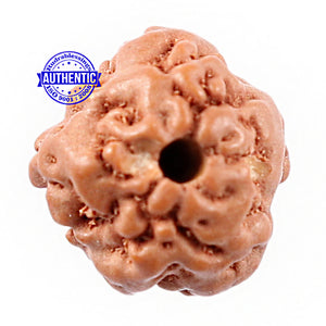 Non Mukhi Rudraksha from Indonesia - Bead No. 11